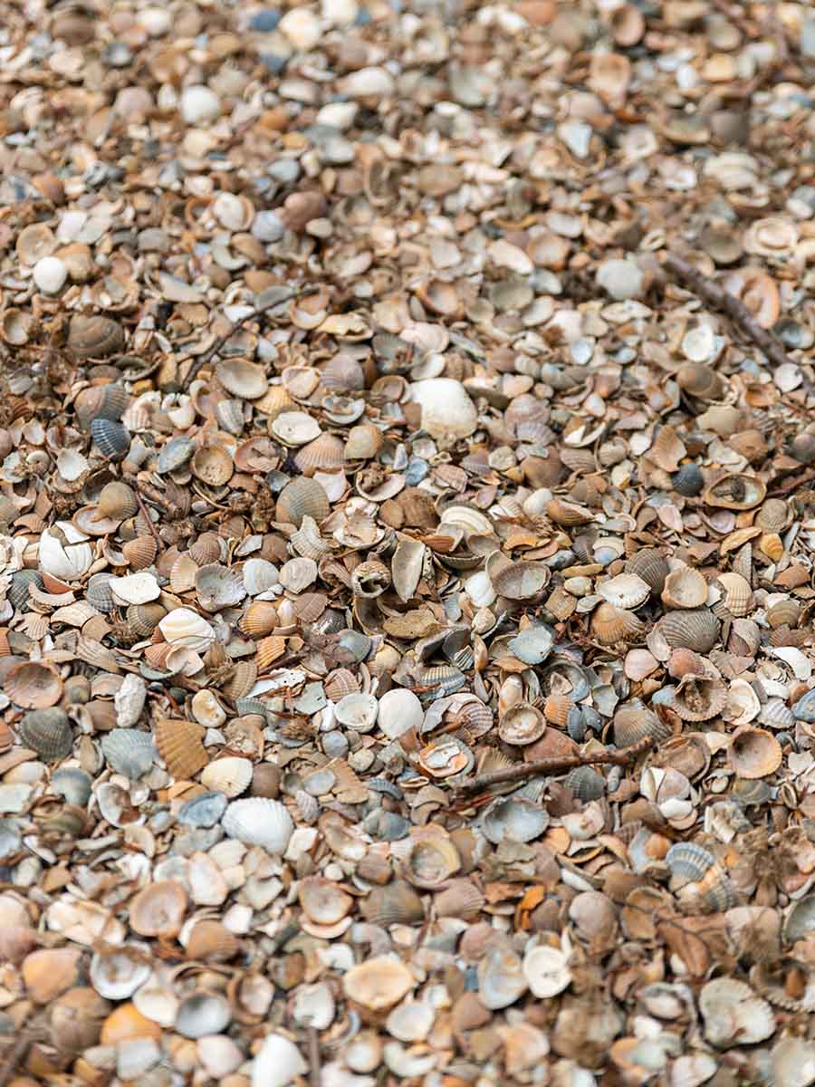 Gewassen schelpen (Standaardformaat)