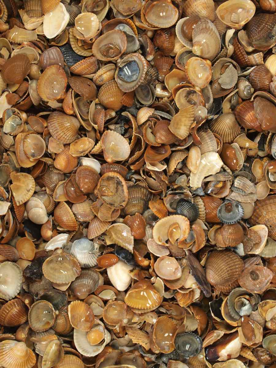 Gewassen schelpen nat (Standaardformaat)