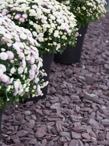 Flat Pebbles paars 30 - 60mm (3 - 6cm) aangelegde siertuin