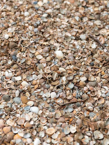 Gewassen schelpen (Standaardformaat)