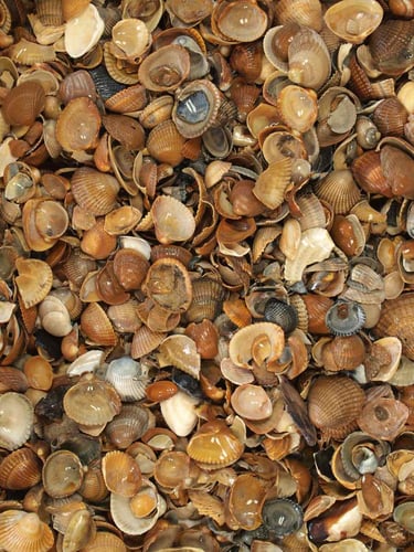 Gewassen schelpen (nat) (Standaardformaat)
