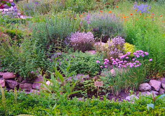 Wilde creativiteit in je tuin - een natuurlijke tuin aanleggen