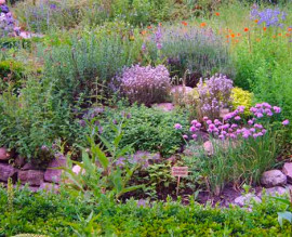 Wilde creativiteit in je tuin - een natuurlijke tuin aanleggen