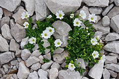 Cerastium rotstuin