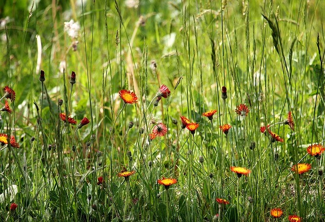 Prairietuin bloemen