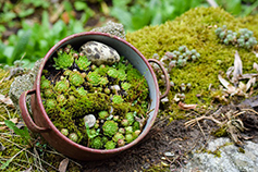 Vetplantjes in de rotstuin